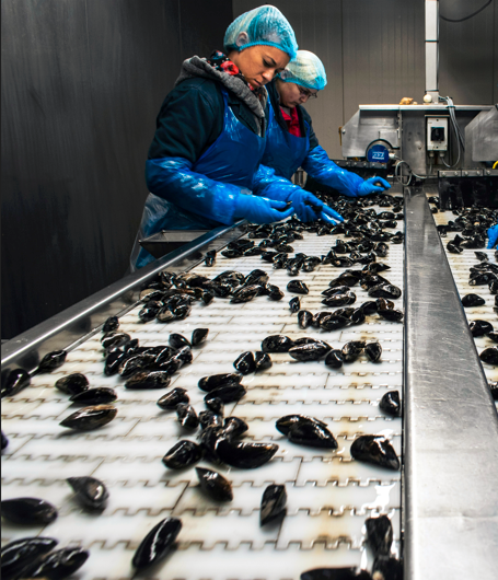 Otoplastieken in de voedingsindustrie: slimme bescherming voor oren én voedselveiligheid